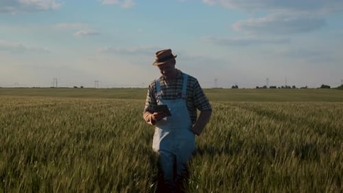 Satisfied farmer holding tablet and walking in wheat field at sunset examining crop.