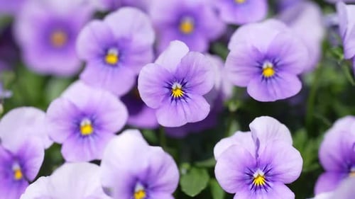 Pink Pansy Flowers Blooming in Spring Delicate Violet Viola Flowers in Garden Light Pansy Blossom