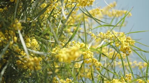 A view from below of branches with yellow Mimosa swaying in the wind, against a blue sky.