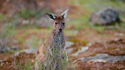 Kangaroo stands alert in the wild landscape of Australia