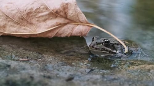 Frog Relaxing at Water's Edge