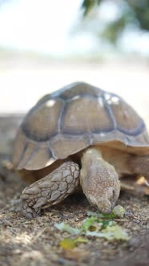 Observing a Tortoise Eating Lettuce Outdoors Highlighting Its Details and Actions