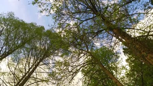 Spring Trees and Forest in Green