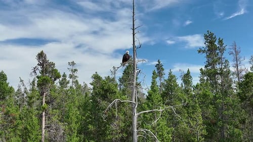 Bald Eagle perched in a tree over pine tree forest in Montana