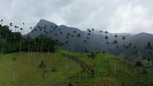 Aerial drone view of Cocora Valley, Salento, Colombia. Flying over the tallest wax palm trees in the