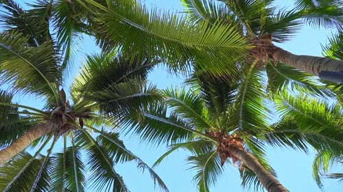 Coconut Palm trees against the blue sky, Palm trees at tropical coast on sky background. Low Angle