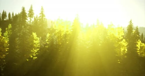 Sunlight Filtering Through Lush Trees in a Vibrant Forest During Early Morning