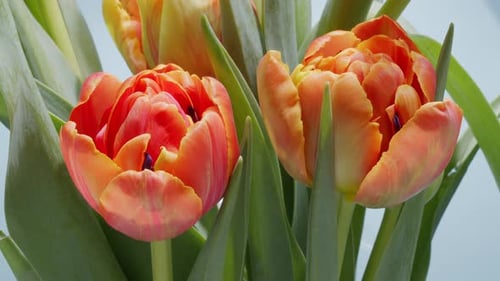 Blooming Orange Tulips Opening Up Petals in Spring