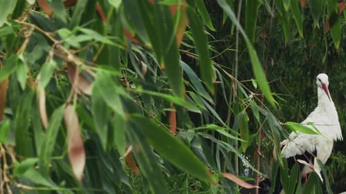Tier Vogel Storch In Der Natur 1