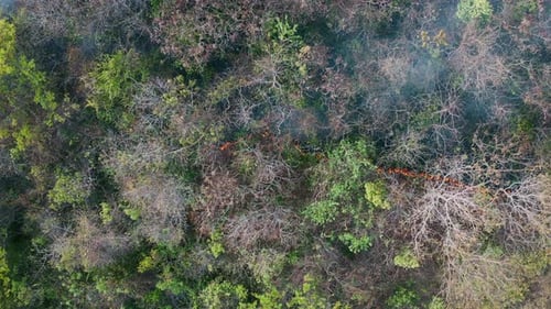 Aerial top down view of the fire in tropical forest