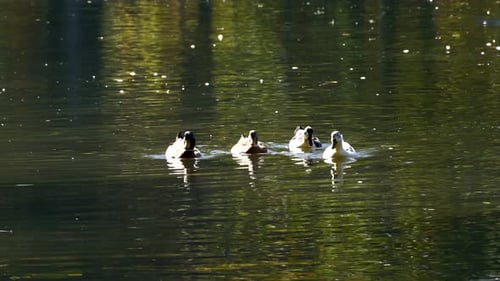 Enten schwimmen auf ruhigem, klarem Wasser des Teiches herum, in dem sich grünes Laub im Park spiegelt