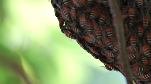 Eine dichte Gruppe von Honigbienen klammert sich an einen freiliegenden Bienenstock, Nahaufnahme.