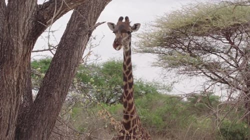Mittelaufnahme einer Giraffe, die in Zeitlupe auf Futter kaut. Giraffe bewegt den Kiefer und isst frisch erworbenes Pl
