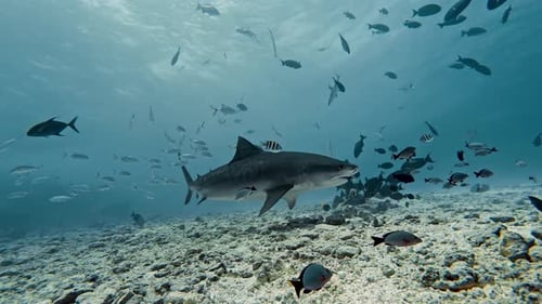 Close Encounter with Tiger Shark in Fuvahmulah, Maldives