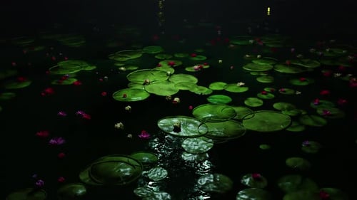 Lotus Flower In Pond 01 4K