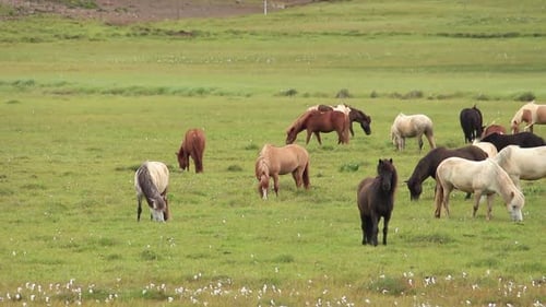 A herd of Icelandic horses on the meadow.. Iceland
