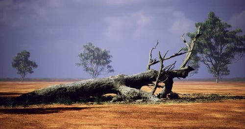 Natures Quiet Beauty Showcases a Fallen Tree Beneath an Expansive Sky