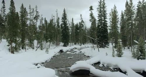 Creek quietly flows through snow covered evergreen forest in winter