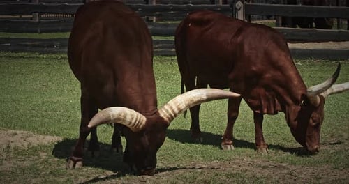 Two Grazing Cows with Impressive