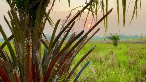 Sunset over Rice Field with Palm Tree