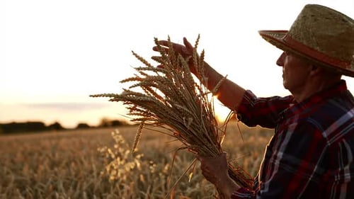 Side view of an old farmer wearing straw hat. Man holding a bunch of ripe wheat at setting sun.