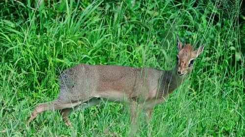 DikDik wiggling its nose in the grass