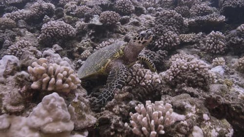 Hawksbill turtle sits on a tropical coral reef looking, camera approaches