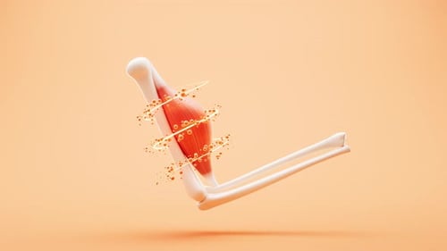 3D Human Arm Anatomy with Muscle and Particle Animation