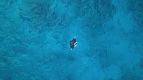 La carismática manta raya nada en las cristalinas aguas azules del océano Caribe, descripción general del Zumbido aéreo