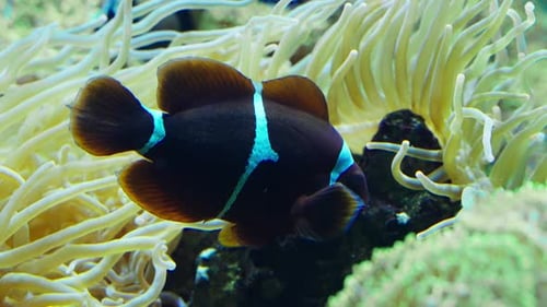 Mauritian Anemonefish Swimming Gracefully