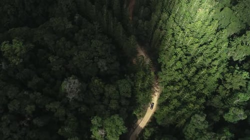 Aerial view of a car driving in the middle of a pine forest on a path. Perfect adventure, camping ro