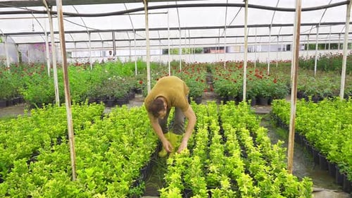 Man Working in Greenhouse with Potted Plants