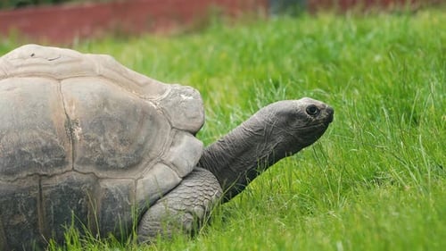 Giant Tortoise Grazing on Green Grass in Natural Outdoor Setting