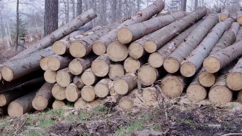 Forest pine and spruce trees. Log trunks pile, the logging timber wood industry.