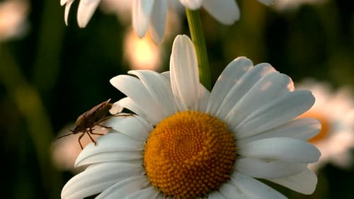 Gros plan d'un scarabée assis sur une marguerite, belle marguerite créative avec un scarabée sur ses pétales, insectes et