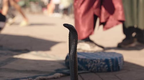 Cobra snake stands tall on city street