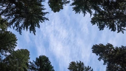 Looking Up Through Towering Trees at Blue Sky
