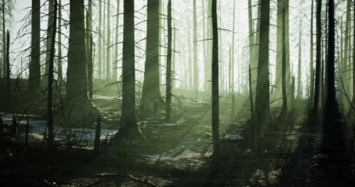 Sunlight Filtering Through Burned Forest Trees After Wildfire Recovery Effort
