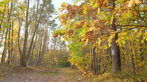 Colorful fall forest path, slow camera reverse.