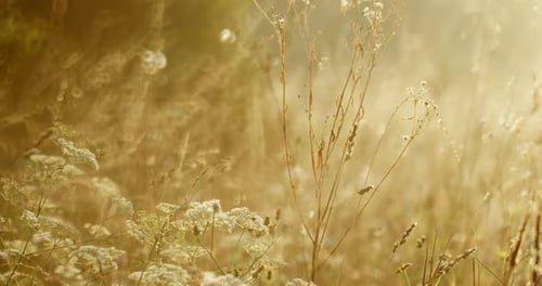 Golden Sunshine Streams Through a Field of Wildflowers