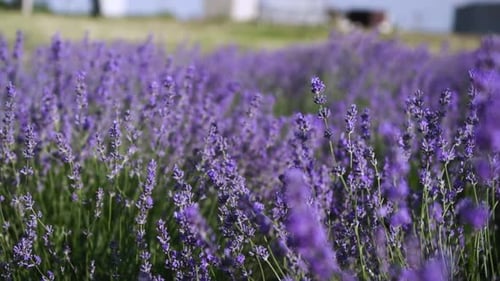 Lavendelfeld aus nächster Nähe blühende Blumen