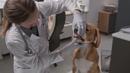 Veterinarian Examining a Dog's Teeth in Clinic