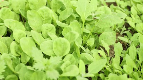 Different seedlings growing in soil outdoors, closeup. Camera moving left