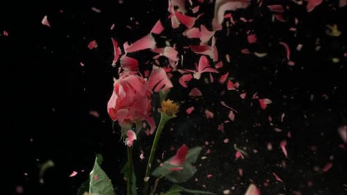 Flor congelada em nitrogênio líquido explode em