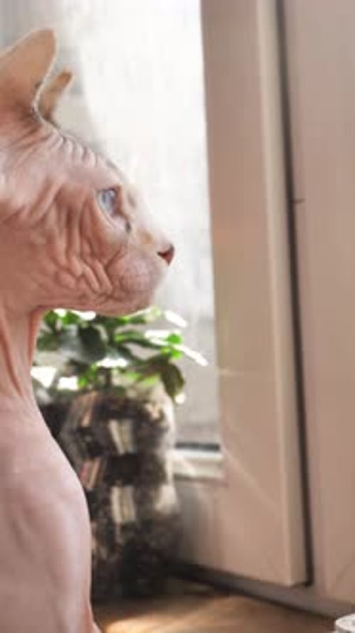 Hairless Cat Sits by Window in the Sunlight