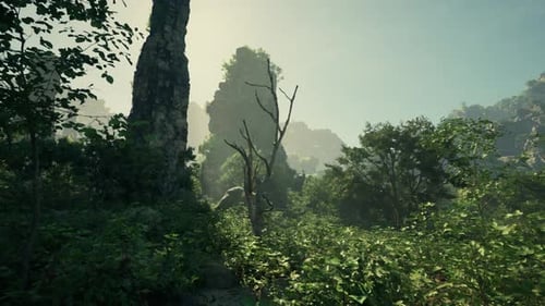 A Lush Green Forest Filled with Lots of Trees