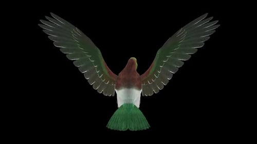 New Zealand Pigeon Bird Kereru - Flying Loop - Aerial Back Close Up View - Alpha Channel