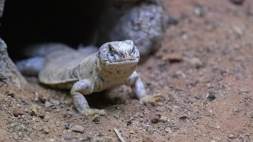 Eine Stachelschwanzechse mit flachem Körper kommt aus ihrer Höhle - Nahaufnahme