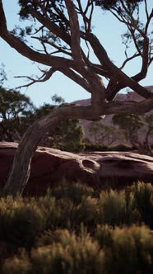 Tree Standing in Grassy Nevada Desert