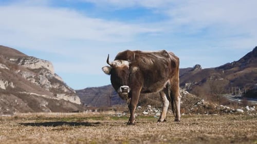 Cow Bull Grazes on Mountain Meadows Alpine Milky Swiss Cows Bulls Calfs are Grazing in the Grass